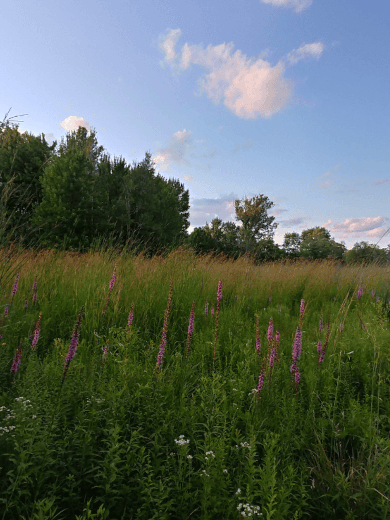 ojibwayprairie jonandsnake